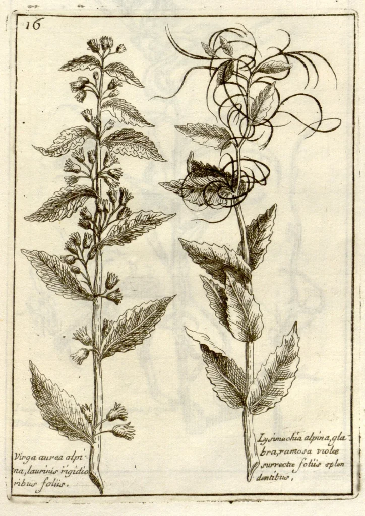 An illustration from Museo di piante rare della Sicilia, Malta, Corsica, Italia, Piemonte, e Germania ... ?con l'Appendix ad libros de plantis Andreae Caesalpini, e varie osservazioni curiose con sue figure in rame /di don Paolo Boccone ..., 1697, leaf 222