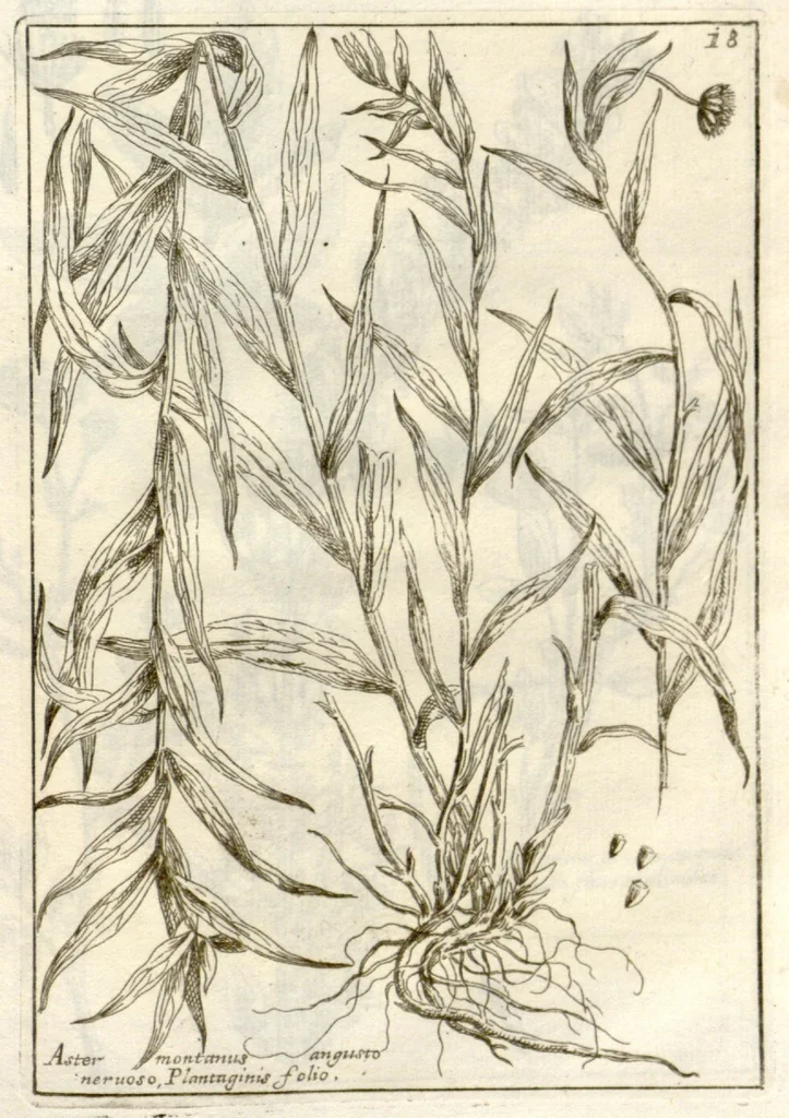 An illustration from Museo di piante rare della Sicilia, Malta, Corsica, Italia, Piemonte, e Germania ... ?con l'Appendix ad libros de plantis Andreae Caesalpini, e varie osservazioni curiose con sue figure in rame /di don Paolo Boccone ..., 1697, leaf 224