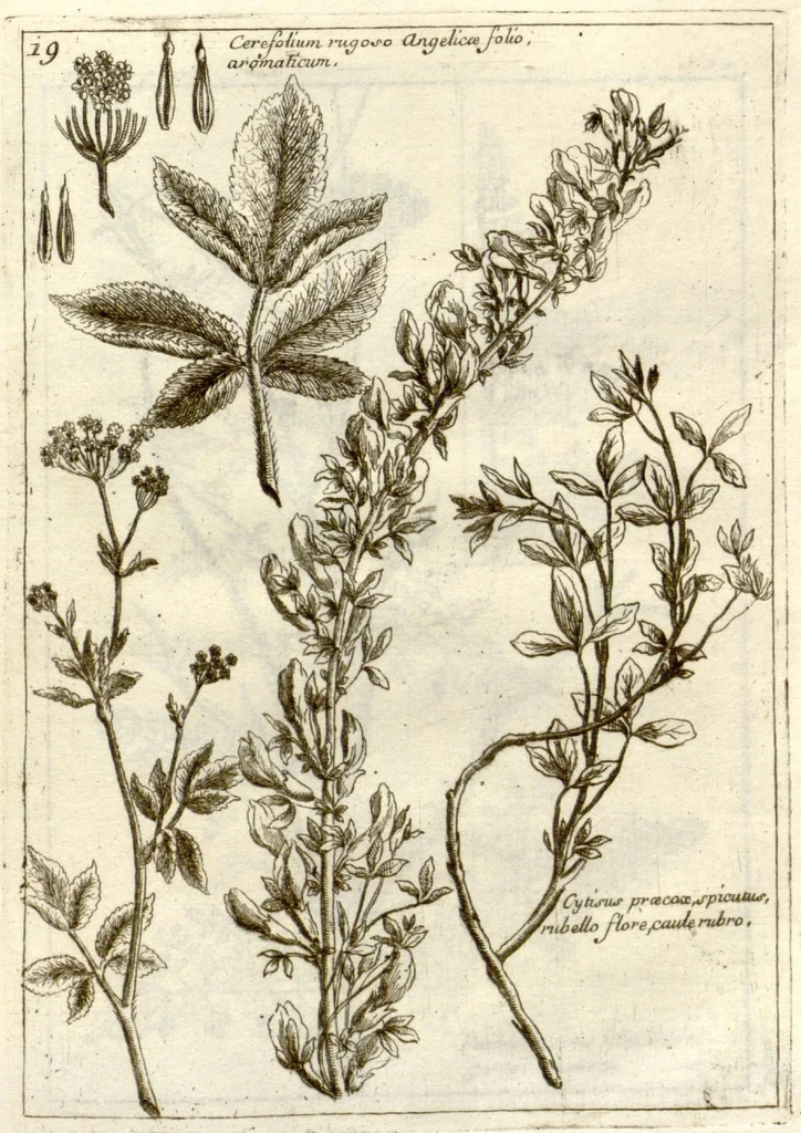 An illustration from Museo di piante rare della Sicilia, Malta, Corsica, Italia, Piemonte, e Germania ... ?con l'Appendix ad libros de plantis Andreae Caesalpini, e varie osservazioni curiose con sue figure in rame /di don Paolo Boccone ..., 1697, leaf 225