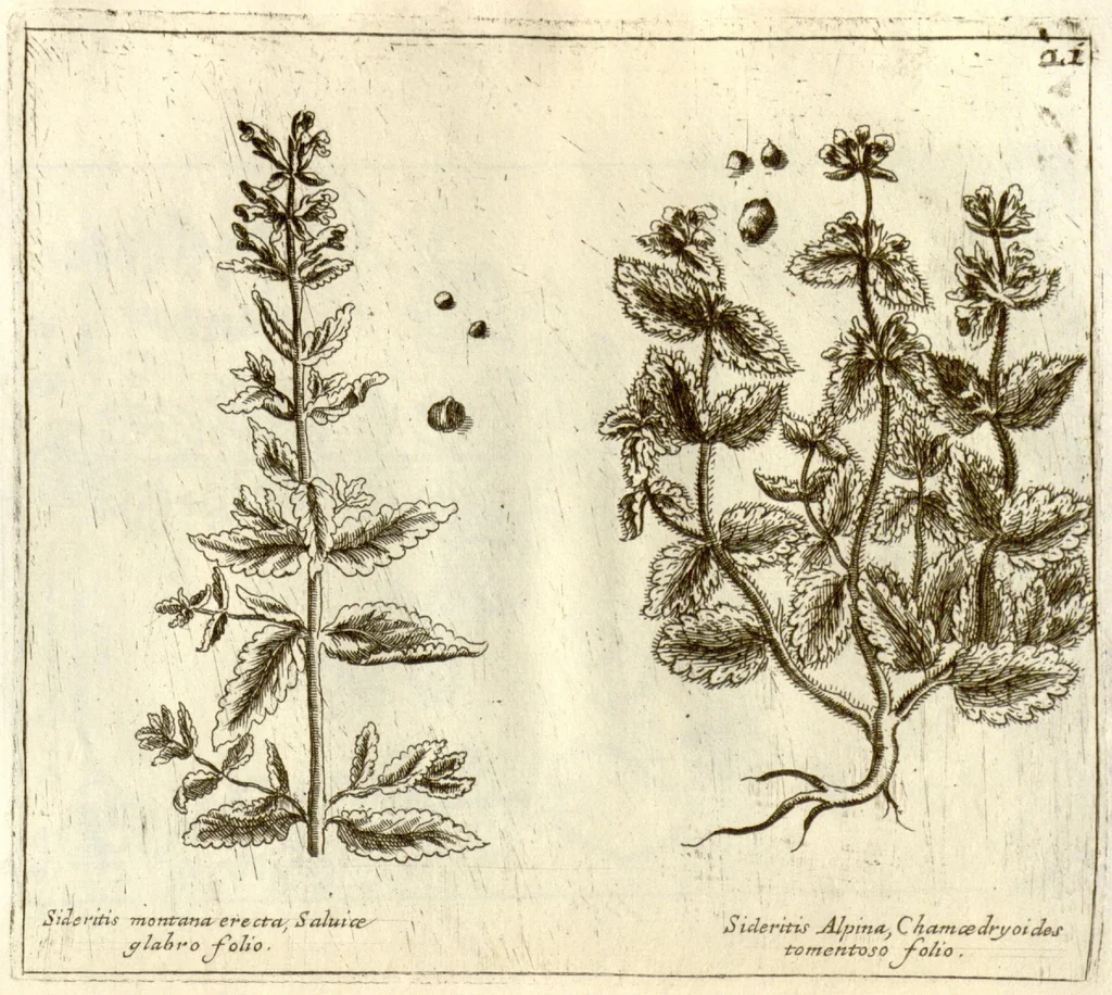 An illustration from Museo di piante rare della Sicilia, Malta, Corsica, Italia, Piemonte, e Germania ... ?con l'Appendix ad libros de plantis Andreae Caesalpini, e varie osservazioni curiose con sue figure in rame /di don Paolo Boccone ..., 1697, leaf 227