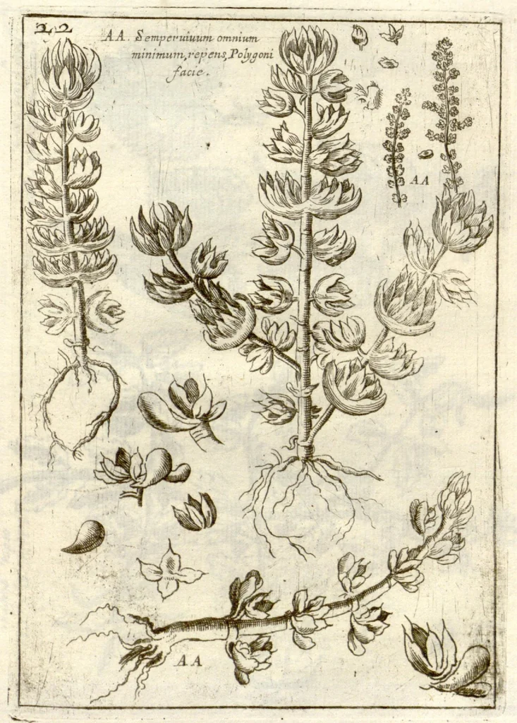 An illustration from Museo di piante rare della Sicilia, Malta, Corsica, Italia, Piemonte, e Germania ... ?con l'Appendix ad libros de plantis Andreae Caesalpini, e varie osservazioni curiose con sue figure in rame /di don Paolo Boccone ..., 1697, leaf 228