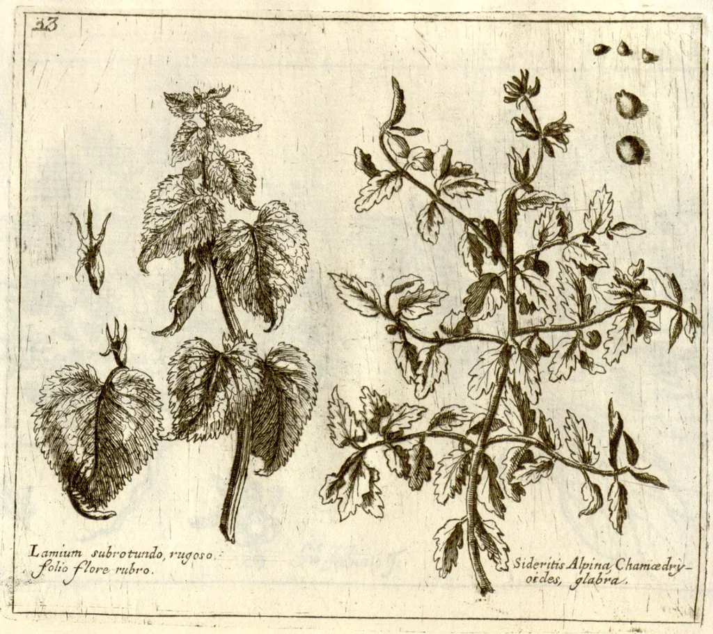 An illustration from Museo di piante rare della Sicilia, Malta, Corsica, Italia, Piemonte, e Germania ... ?con l'Appendix ad libros de plantis Andreae Caesalpini, e varie osservazioni curiose con sue figure in rame /di don Paolo Boccone ..., 1697, leaf 229