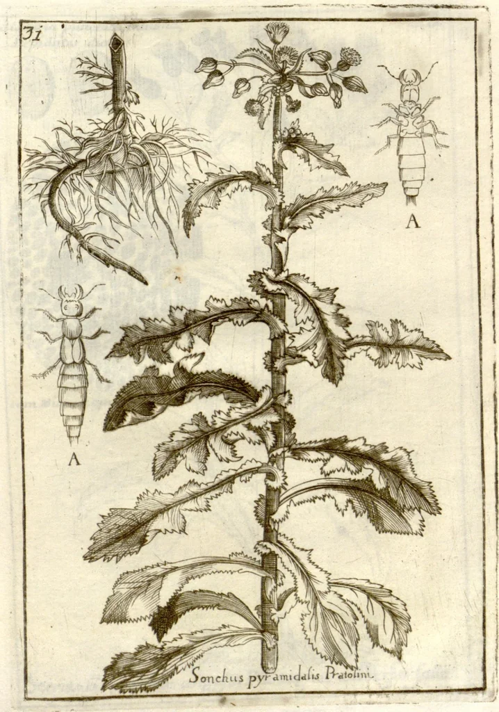 An illustration from Museo di piante rare della Sicilia, Malta, Corsica, Italia, Piemonte, e Germania ... ?con l'Appendix ad libros de plantis Andreae Caesalpini, e varie osservazioni curiose con sue figure in rame /di don Paolo Boccone ..., 1697, leaf 237
