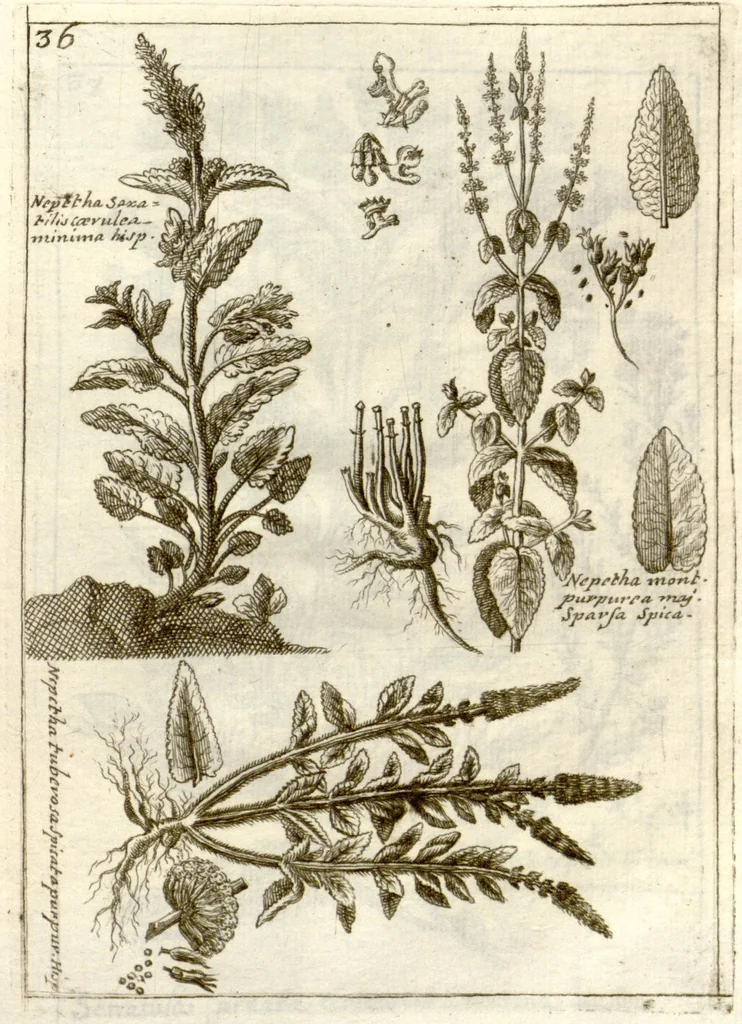 An illustration from Museo di piante rare della Sicilia, Malta, Corsica, Italia, Piemonte, e Germania ... ?con l'Appendix ad libros de plantis Andreae Caesalpini, e varie osservazioni curiose con sue figure in rame /di don Paolo Boccone ..., 1697, leaf 242