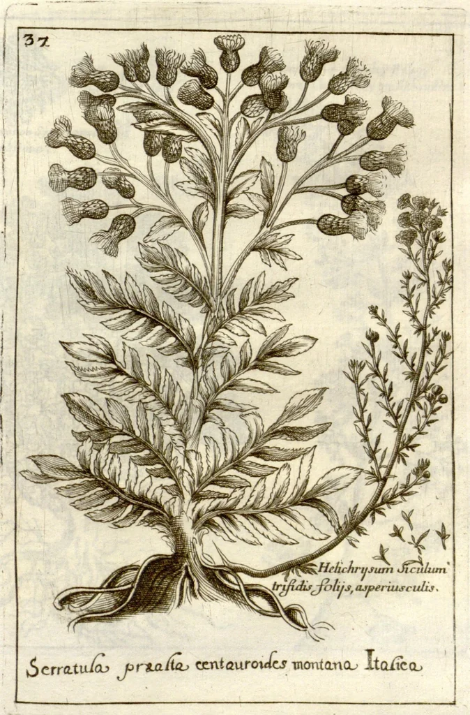 An illustration from Museo di piante rare della Sicilia, Malta, Corsica, Italia, Piemonte, e Germania ... ?con l'Appendix ad libros de plantis Andreae Caesalpini, e varie osservazioni curiose con sue figure in rame /di don Paolo Boccone ..., 1697, leaf 243