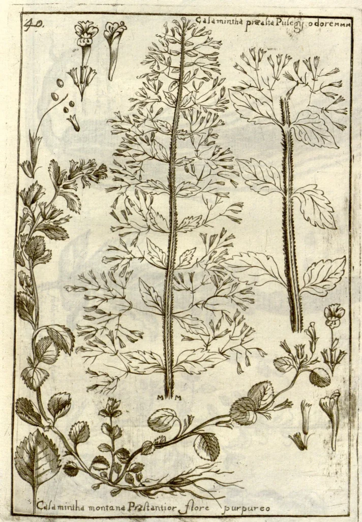 An illustration from Museo di piante rare della Sicilia, Malta, Corsica, Italia, Piemonte, e Germania ... ?con l'Appendix ad libros de plantis Andreae Caesalpini, e varie osservazioni curiose con sue figure in rame /di don Paolo Boccone ..., 1697, leaf 246
