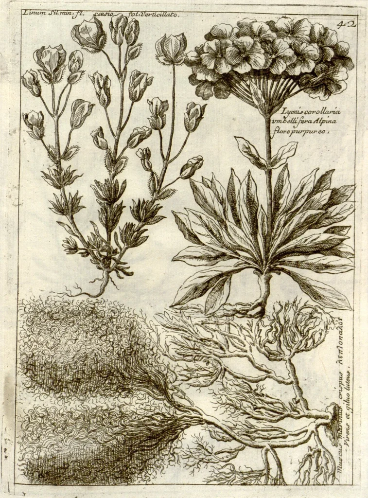 An illustration from Museo di piante rare della Sicilia, Malta, Corsica, Italia, Piemonte, e Germania ... ?con l'Appendix ad libros de plantis Andreae Caesalpini, e varie osservazioni curiose con sue figure in rame /di don Paolo Boccone ..., 1697, leaf 248