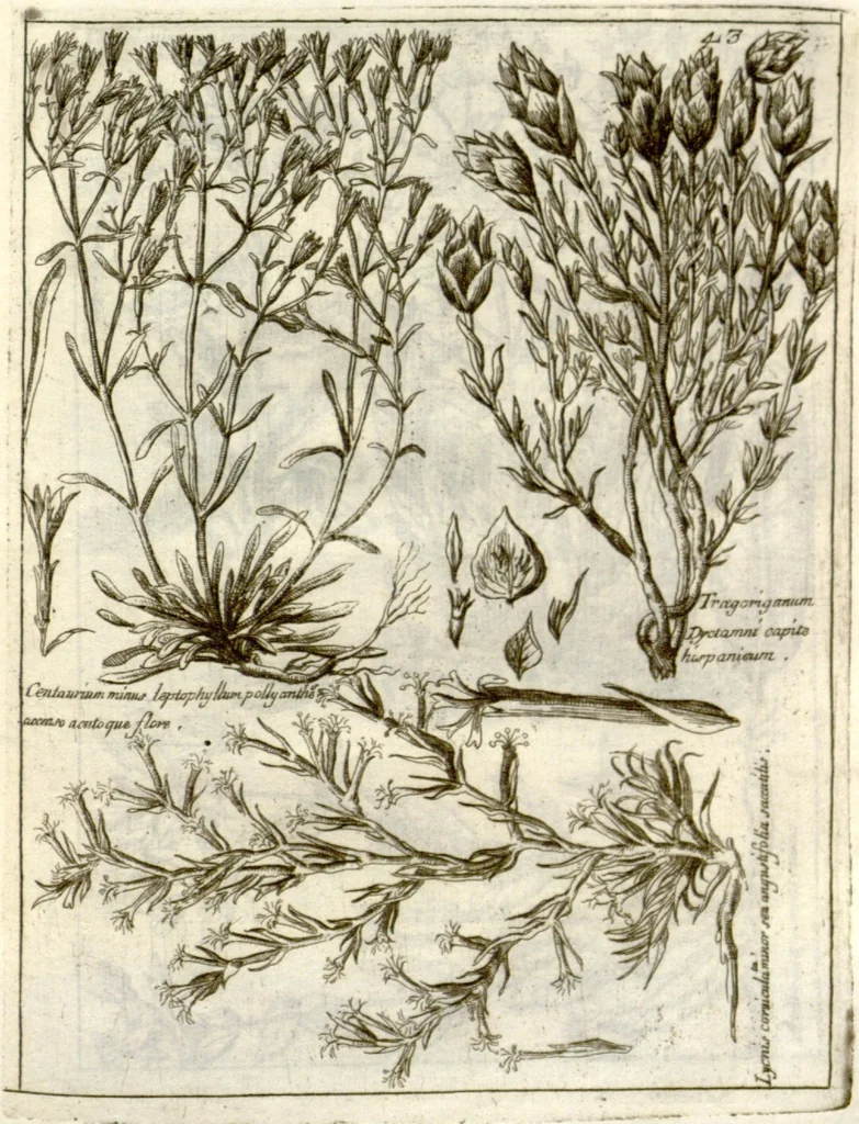 An illustration from Museo di piante rare della Sicilia, Malta, Corsica, Italia, Piemonte, e Germania ... ?con l'Appendix ad libros de plantis Andreae Caesalpini, e varie osservazioni curiose con sue figure in rame /di don Paolo Boccone ..., 1697, leaf 249