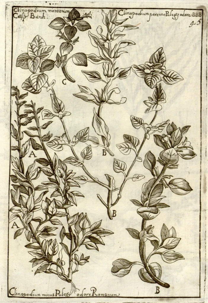 An illustration from Museo di piante rare della Sicilia, Malta, Corsica, Italia, Piemonte, e Germania ... ?con l'Appendix ad libros de plantis Andreae Caesalpini, e varie osservazioni curiose con sue figure in rame /di don Paolo Boccone ..., 1697, leaf 251