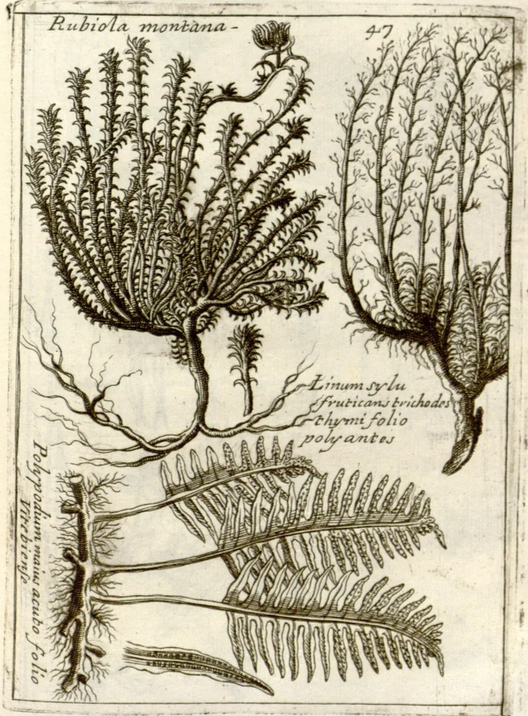An illustration from Museo di piante rare della Sicilia, Malta, Corsica, Italia, Piemonte, e Germania ... ?con l'Appendix ad libros de plantis Andreae Caesalpini, e varie osservazioni curiose con sue figure in rame /di don Paolo Boccone ..., 1697, leaf 253