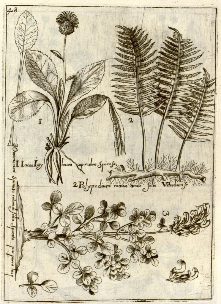 An illustration from Museo di piante rare della Sicilia, Malta, Corsica, Italia, Piemonte, e Germania ... ?con l'Appendix ad libros de plantis Andreae Caesalpini, e varie osservazioni curiose con sue figure in rame /di don Paolo Boccone ..., 1697, leaf 254