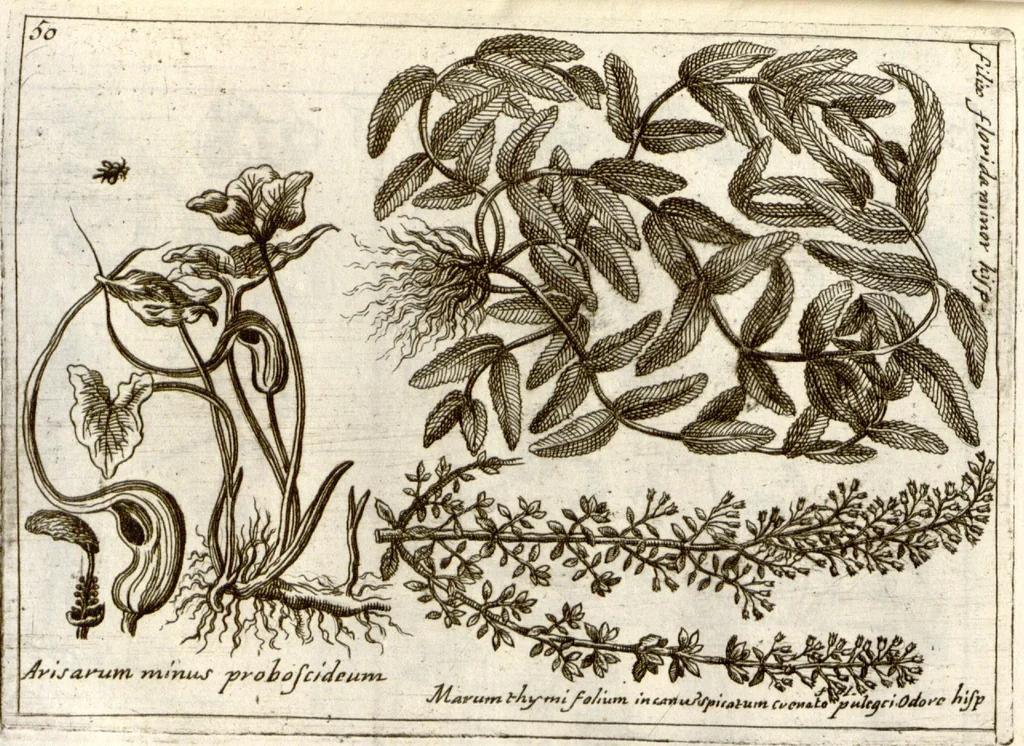 An illustration from Museo di piante rare della Sicilia, Malta, Corsica, Italia, Piemonte, e Germania ... ?con l'Appendix ad libros de plantis Andreae Caesalpini, e varie osservazioni curiose con sue figure in rame /di don Paolo Boccone ..., 1697, leaf 256