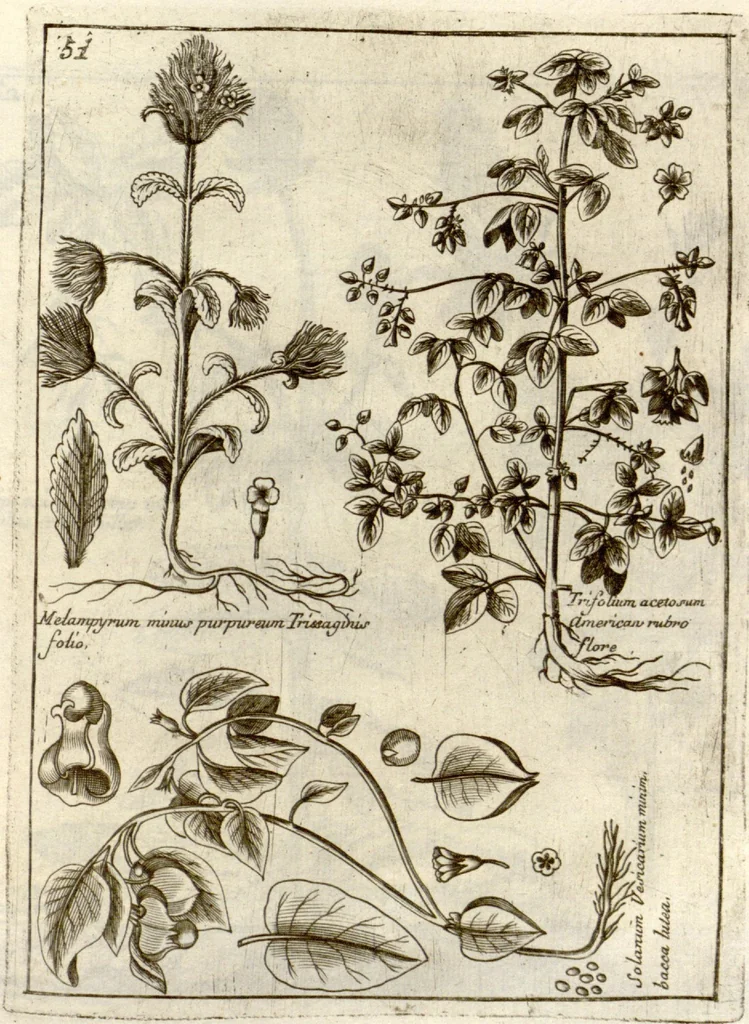 An illustration from Museo di piante rare della Sicilia, Malta, Corsica, Italia, Piemonte, e Germania ... ?con l'Appendix ad libros de plantis Andreae Caesalpini, e varie osservazioni curiose con sue figure in rame /di don Paolo Boccone ..., 1697, leaf 257
