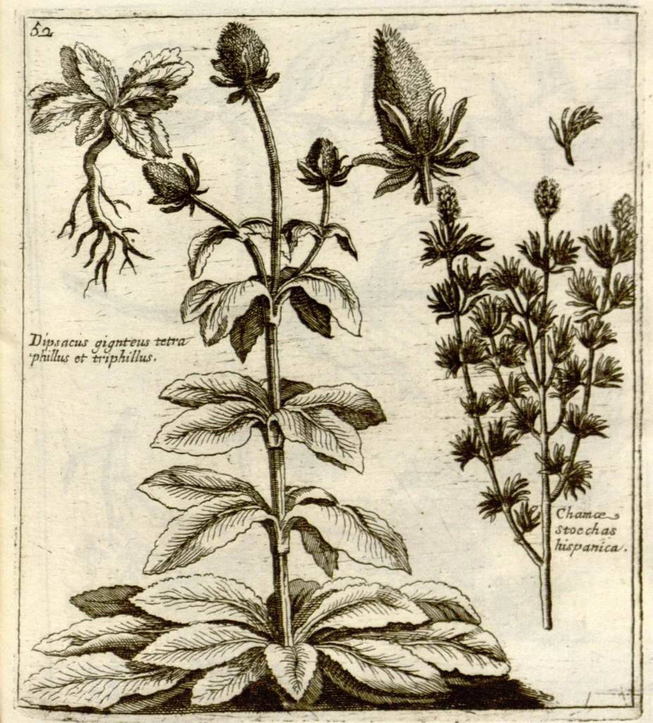 An illustration from Museo di piante rare della Sicilia, Malta, Corsica, Italia, Piemonte, e Germania ... ?con l'Appendix ad libros de plantis Andreae Caesalpini, e varie osservazioni curiose con sue figure in rame /di don Paolo Boccone ..., 1697, leaf 258