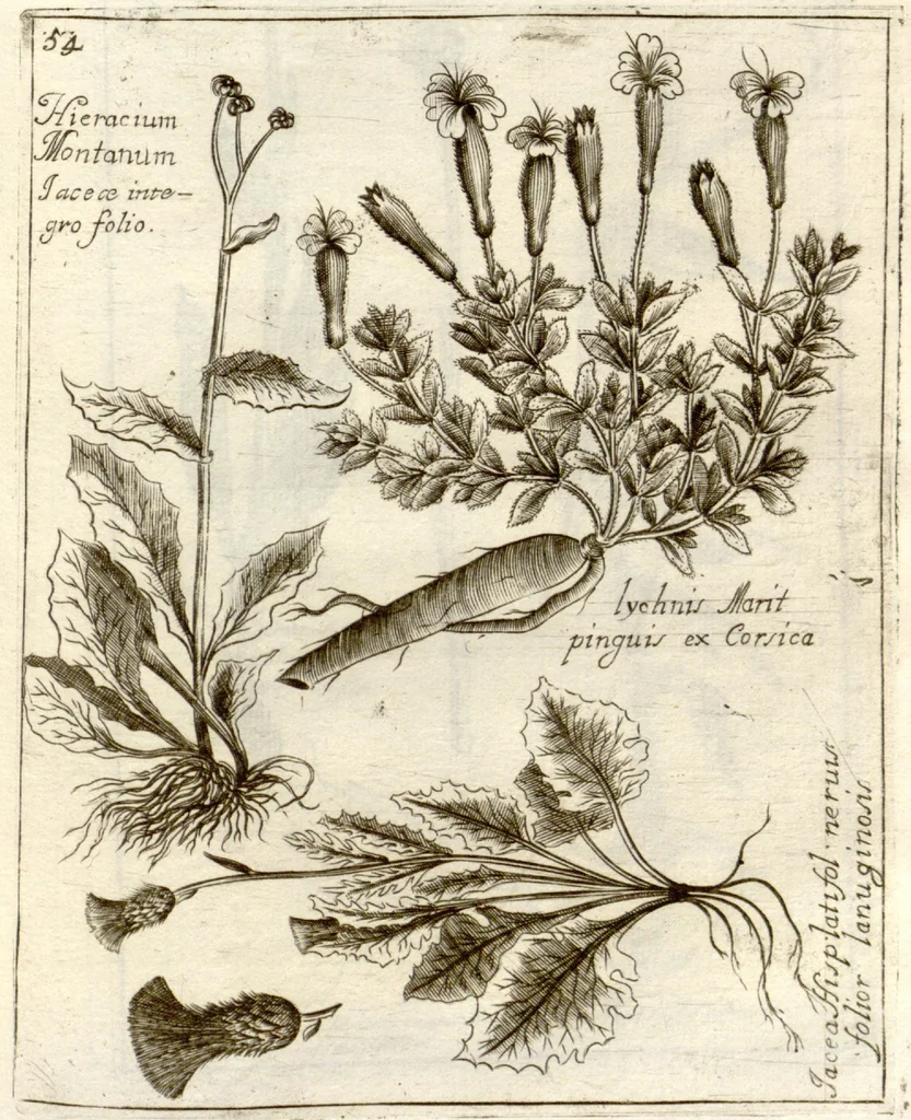 An illustration from Museo di piante rare della Sicilia, Malta, Corsica, Italia, Piemonte, e Germania ... ?con l'Appendix ad libros de plantis Andreae Caesalpini, e varie osservazioni curiose con sue figure in rame /di don Paolo Boccone ..., 1697, leaf 260
