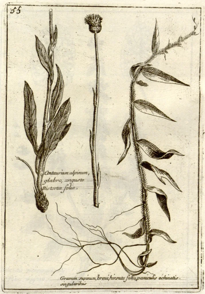 An illustration from Museo di piante rare della Sicilia, Malta, Corsica, Italia, Piemonte, e Germania ... ?con l'Appendix ad libros de plantis Andreae Caesalpini, e varie osservazioni curiose con sue figure in rame /di don Paolo Boccone ..., 1697, leaf 261