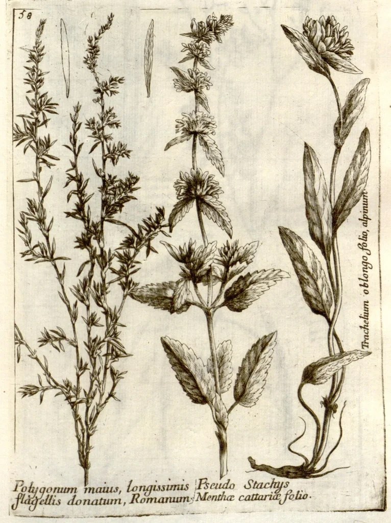 An illustration from Museo di piante rare della Sicilia, Malta, Corsica, Italia, Piemonte, e Germania ... ?con l'Appendix ad libros de plantis Andreae Caesalpini, e varie osservazioni curiose con sue figure in rame /di don Paolo Boccone ..., 1697, leaf 264
