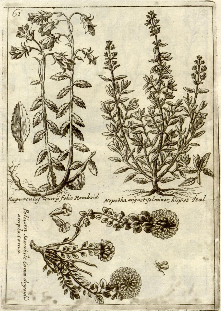 An illustration from Museo di piante rare della Sicilia, Malta, Corsica, Italia, Piemonte, e Germania ... ?con l'Appendix ad libros de plantis Andreae Caesalpini, e varie osservazioni curiose con sue figure in rame /di don Paolo Boccone ..., 1697, leaf 267