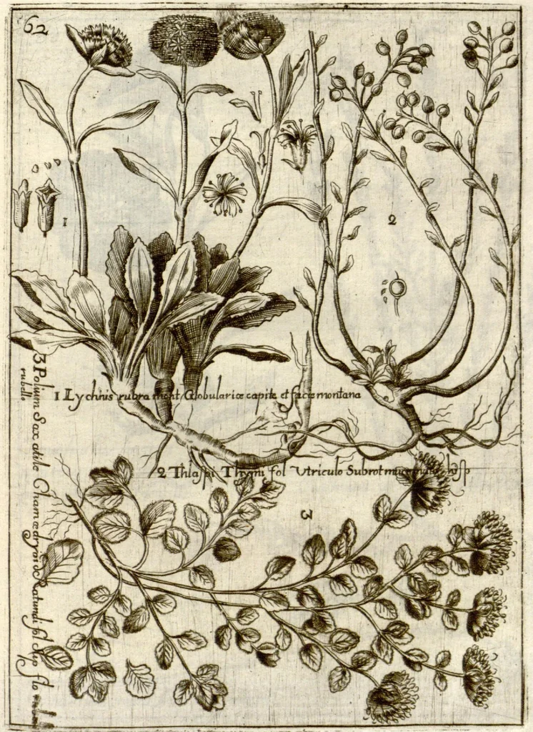 An illustration from Museo di piante rare della Sicilia, Malta, Corsica, Italia, Piemonte, e Germania ... ?con l'Appendix ad libros de plantis Andreae Caesalpini, e varie osservazioni curiose con sue figure in rame /di don Paolo Boccone ..., 1697, leaf 268