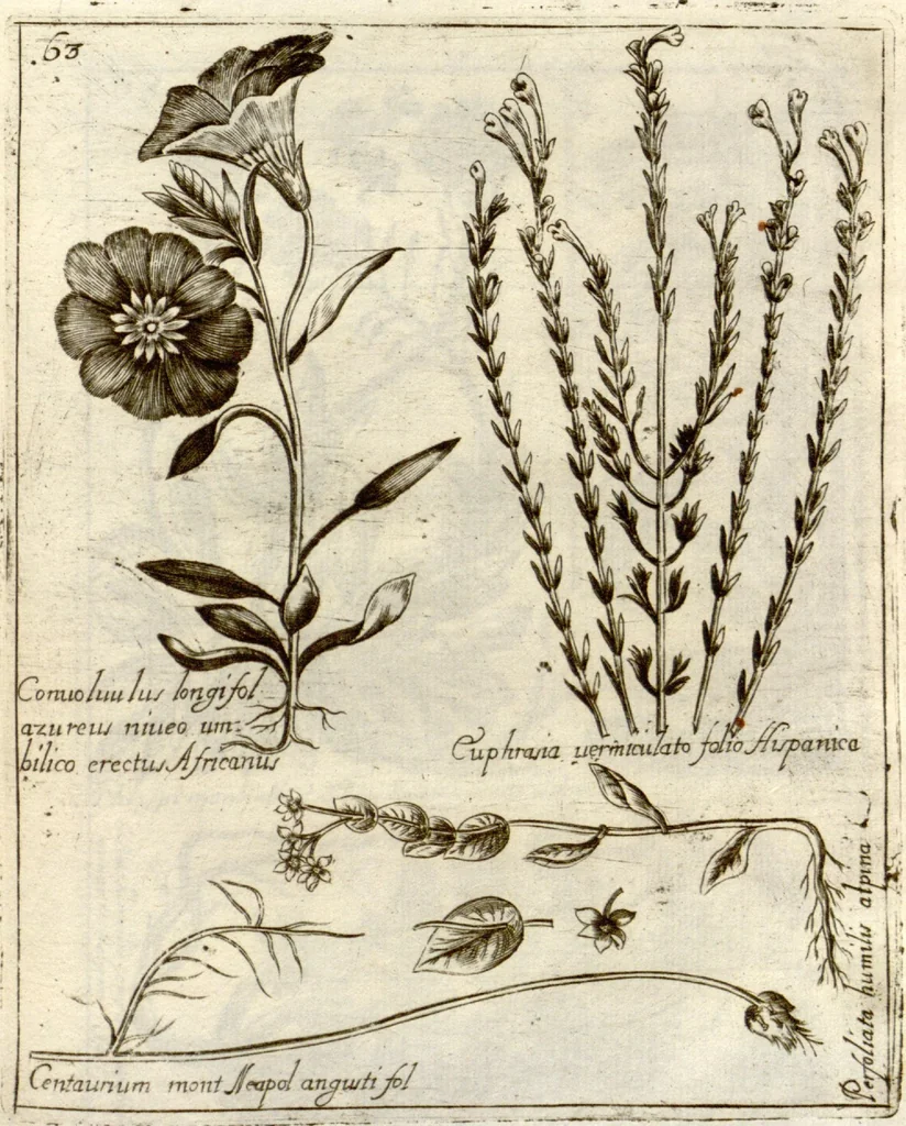 An illustration from Museo di piante rare della Sicilia, Malta, Corsica, Italia, Piemonte, e Germania ... ?con l'Appendix ad libros de plantis Andreae Caesalpini, e varie osservazioni curiose con sue figure in rame /di don Paolo Boccone ..., 1697, leaf 269