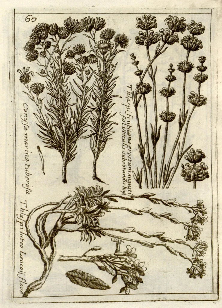An illustration from Museo di piante rare della Sicilia, Malta, Corsica, Italia, Piemonte, e Germania ... ?con l'Appendix ad libros de plantis Andreae Caesalpini, e varie osservazioni curiose con sue figure in rame /di don Paolo Boccone ..., 1697, leaf 273