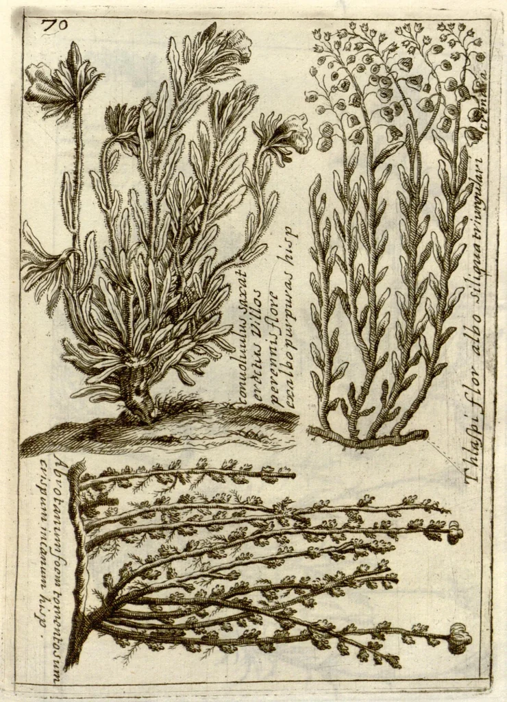 An illustration from Museo di piante rare della Sicilia, Malta, Corsica, Italia, Piemonte, e Germania ... ?con l'Appendix ad libros de plantis Andreae Caesalpini, e varie osservazioni curiose con sue figure in rame /di don Paolo Boccone ..., 1697, leaf 276