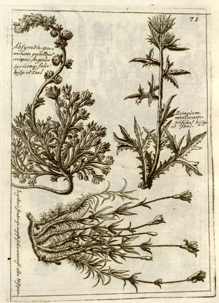 An illustration from Museo di piante rare della Sicilia, Malta, Corsica, Italia, Piemonte, e Germania ... ?con l'Appendix ad libros de plantis Andreae Caesalpini, e varie osservazioni curiose con sue figure in rame /di don Paolo Boccone ..., 1697, leaf 277
