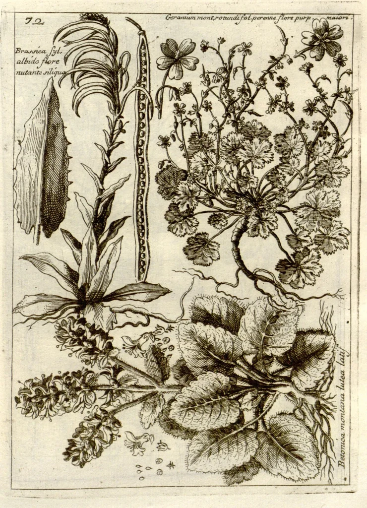 An illustration from Museo di piante rare della Sicilia, Malta, Corsica, Italia, Piemonte, e Germania ... ?con l'Appendix ad libros de plantis Andreae Caesalpini, e varie osservazioni curiose con sue figure in rame /di don Paolo Boccone ..., 1697, leaf 278