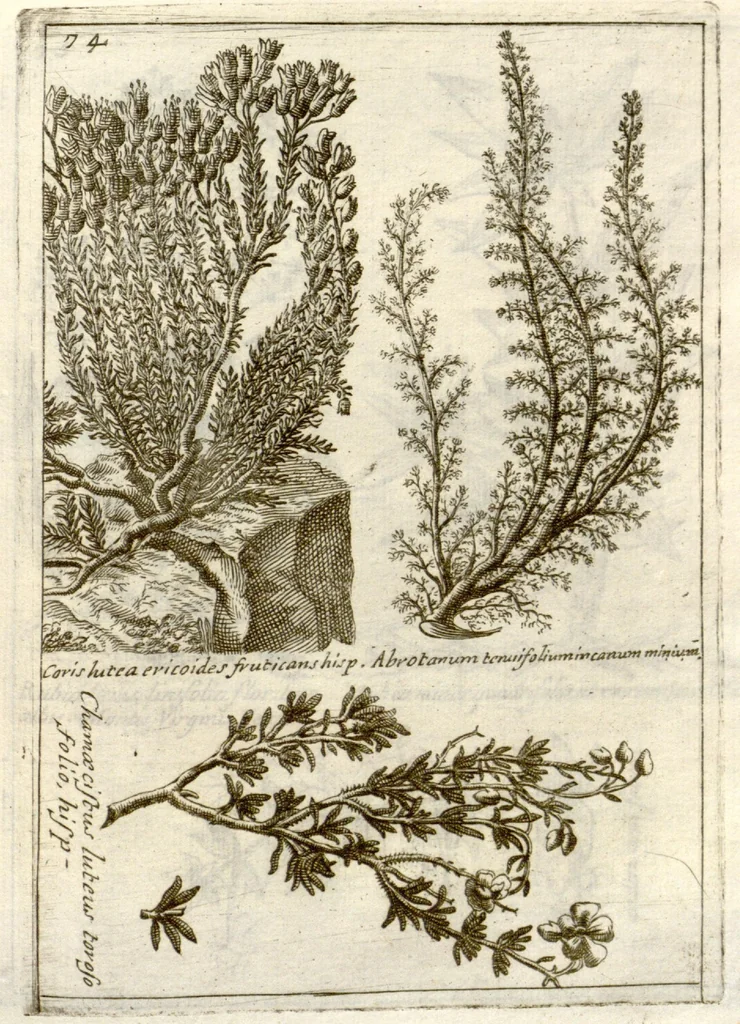 An illustration from Museo di piante rare della Sicilia, Malta, Corsica, Italia, Piemonte, e Germania ... ?con l'Appendix ad libros de plantis Andreae Caesalpini, e varie osservazioni curiose con sue figure in rame /di don Paolo Boccone ..., 1697, leaf 280