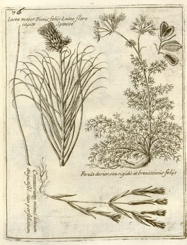 An illustration from Museo di piante rare della Sicilia, Malta, Corsica, Italia, Piemonte, e Germania ... ?con l'Appendix ad libros de plantis Andreae Caesalpini, e varie osservazioni curiose con sue figure in rame /di don Paolo Boccone ..., 1697, leaf 282
