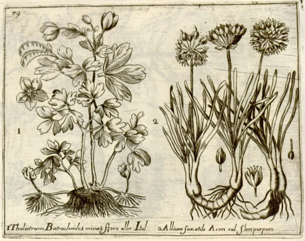 An illustration from Museo di piante rare della Sicilia, Malta, Corsica, Italia, Piemonte, e Germania ... ?con l'Appendix ad libros de plantis Andreae Caesalpini, e varie osservazioni curiose con sue figure in rame /di don Paolo Boccone ..., 1697, leaf 285