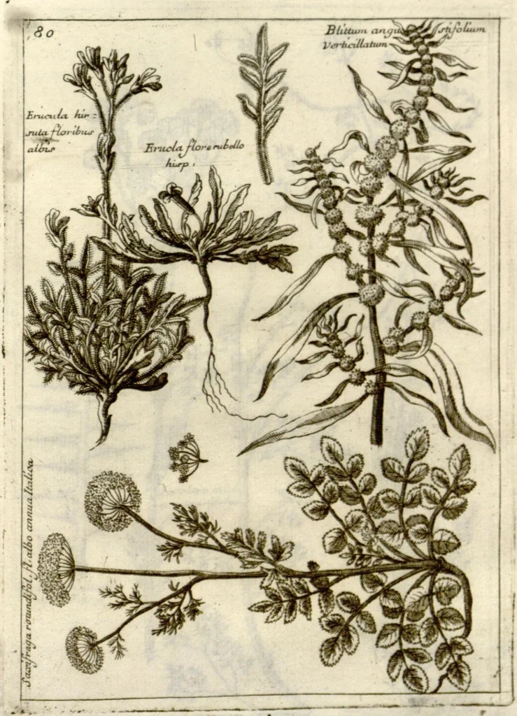 An illustration from Museo di piante rare della Sicilia, Malta, Corsica, Italia, Piemonte, e Germania ... ?con l'Appendix ad libros de plantis Andreae Caesalpini, e varie osservazioni curiose con sue figure in rame /di don Paolo Boccone ..., 1697, leaf 286