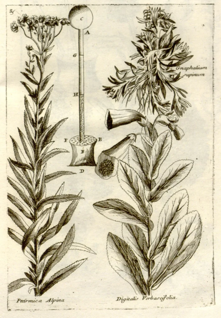 An illustration from Museo di piante rare della Sicilia, Malta, Corsica, Italia, Piemonte, e Germania ... ?con l'Appendix ad libros de plantis Andreae Caesalpini, e varie osservazioni curiose con sue figure in rame /di don Paolo Boccone ..., 1697, leaf 291