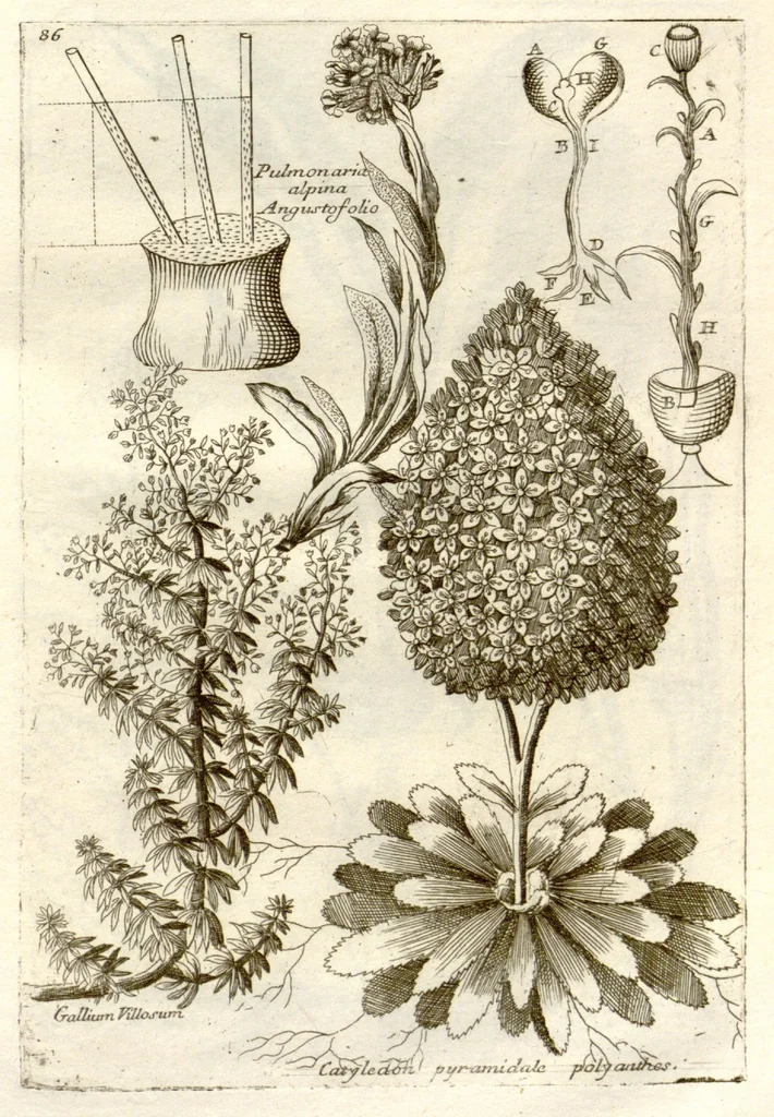 An illustration from Museo di piante rare della Sicilia, Malta, Corsica, Italia, Piemonte, e Germania ... ?con l'Appendix ad libros de plantis Andreae Caesalpini, e varie osservazioni curiose con sue figure in rame /di don Paolo Boccone ..., 1697, leaf 292