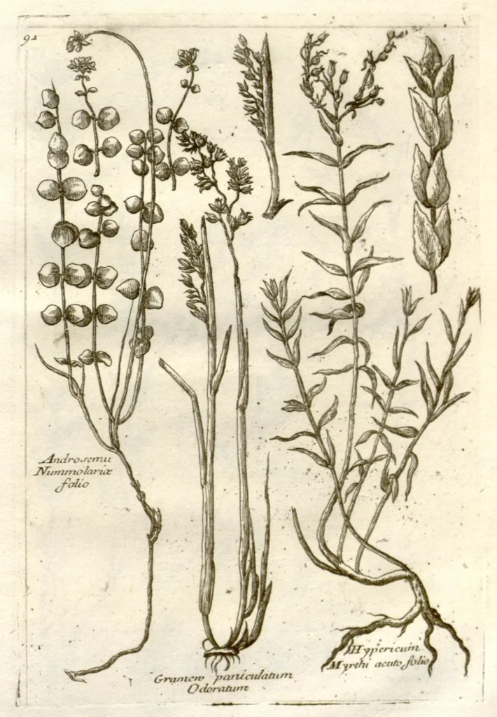 An illustration from Museo di piante rare della Sicilia, Malta, Corsica, Italia, Piemonte, e Germania ... ?con l'Appendix ad libros de plantis Andreae Caesalpini, e varie osservazioni curiose con sue figure in rame /di don Paolo Boccone ..., 1697, leaf 297
