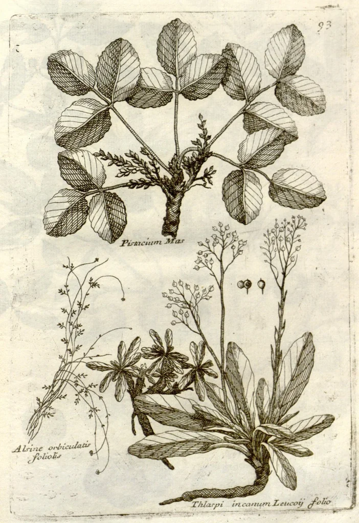 An illustration from Museo di piante rare della Sicilia, Malta, Corsica, Italia, Piemonte, e Germania ... ?con l'Appendix ad libros de plantis Andreae Caesalpini, e varie osservazioni curiose con sue figure in rame /di don Paolo Boccone ..., 1697, leaf 299