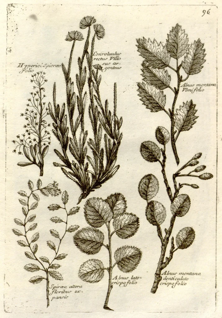 An illustration from Museo di piante rare della Sicilia, Malta, Corsica, Italia, Piemonte, e Germania ... ?con l'Appendix ad libros de plantis Andreae Caesalpini, e varie osservazioni curiose con sue figure in rame /di don Paolo Boccone ..., 1697, leaf 302