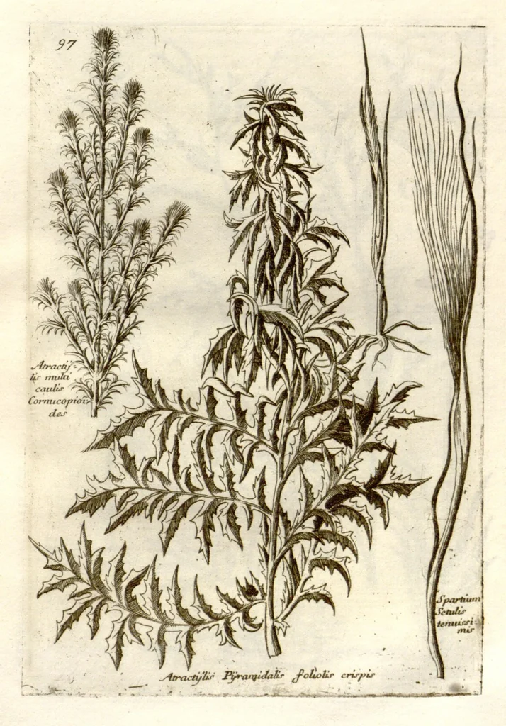 An illustration from Museo di piante rare della Sicilia, Malta, Corsica, Italia, Piemonte, e Germania ... ?con l'Appendix ad libros de plantis Andreae Caesalpini, e varie osservazioni curiose con sue figure in rame /di don Paolo Boccone ..., 1697, leaf 303