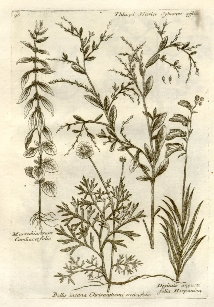 An illustration from Museo di piante rare della Sicilia, Malta, Corsica, Italia, Piemonte, e Germania ... ?con l'Appendix ad libros de plantis Andreae Caesalpini, e varie osservazioni curiose con sue figure in rame /di don Paolo Boccone ..., 1697, leaf 304