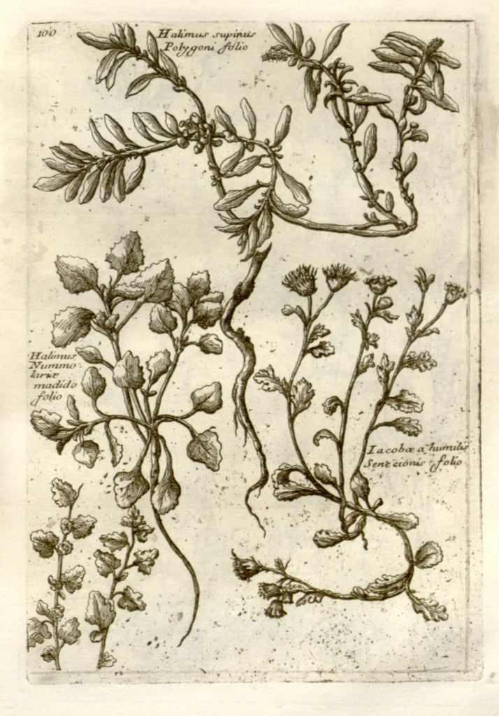 An illustration from Museo di piante rare della Sicilia, Malta, Corsica, Italia, Piemonte, e Germania ... ?con l'Appendix ad libros de plantis Andreae Caesalpini, e varie osservazioni curiose con sue figure in rame /di don Paolo Boccone ..., 1697, leaf 306