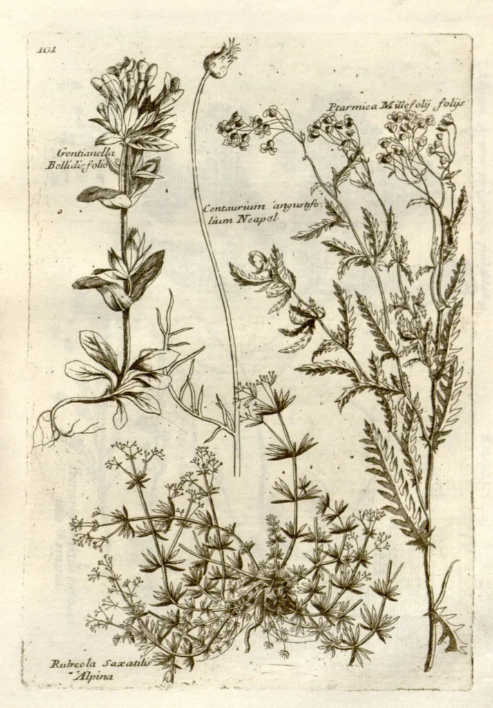 An illustration from Museo di piante rare della Sicilia, Malta, Corsica, Italia, Piemonte, e Germania ... ?con l'Appendix ad libros de plantis Andreae Caesalpini, e varie osservazioni curiose con sue figure in rame /di don Paolo Boccone ..., 1697, leaf 307