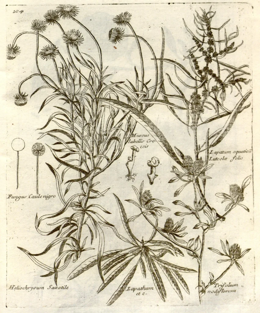 An illustration from Museo di piante rare della Sicilia, Malta, Corsica, Italia, Piemonte, e Germania ... ?con l'Appendix ad libros de plantis Andreae Caesalpini, e varie osservazioni curiose con sue figure in rame /di don Paolo Boccone ..., 1697, leaf 310
