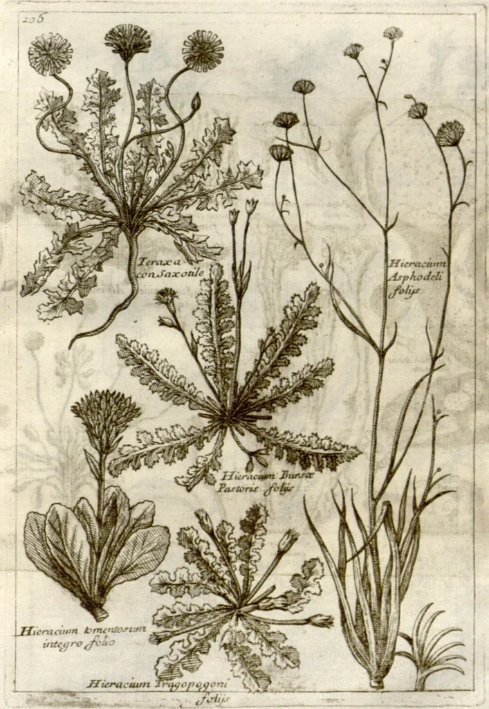 An illustration from Museo di piante rare della Sicilia, Malta, Corsica, Italia, Piemonte, e Germania ... ?con l'Appendix ad libros de plantis Andreae Caesalpini, e varie osservazioni curiose con sue figure in rame /di don Paolo Boccone ..., 1697, leaf 312