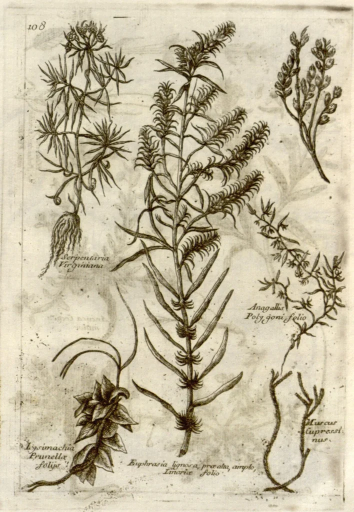 An illustration from Museo di piante rare della Sicilia, Malta, Corsica, Italia, Piemonte, e Germania ... ?con l'Appendix ad libros de plantis Andreae Caesalpini, e varie osservazioni curiose con sue figure in rame /di don Paolo Boccone ..., 1697, leaf 314