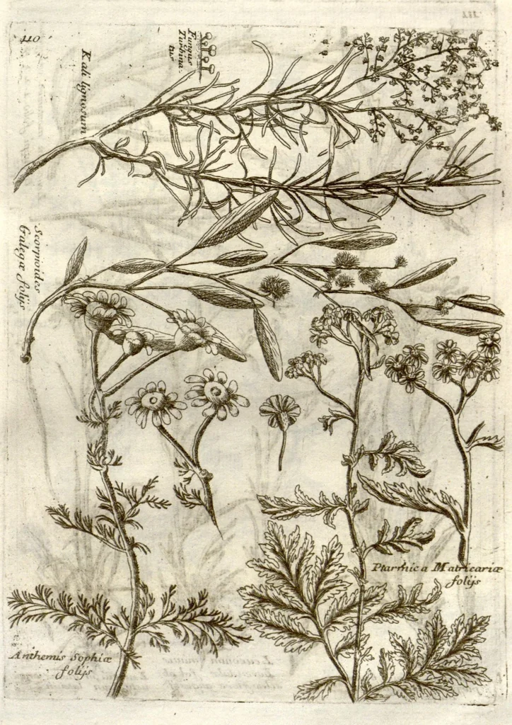 An illustration from Museo di piante rare della Sicilia, Malta, Corsica, Italia, Piemonte, e Germania ... ?con l'Appendix ad libros de plantis Andreae Caesalpini, e varie osservazioni curiose con sue figure in rame /di don Paolo Boccone ..., 1697, leaf 316