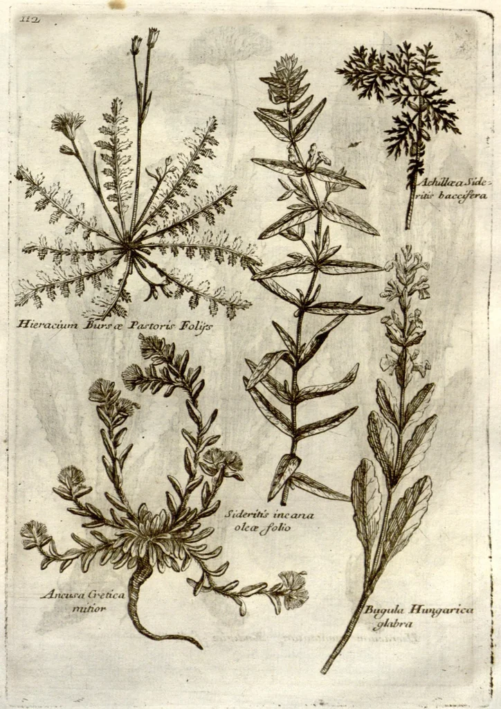 An illustration from Museo di piante rare della Sicilia, Malta, Corsica, Italia, Piemonte, e Germania ... ?con l'Appendix ad libros de plantis Andreae Caesalpini, e varie osservazioni curiose con sue figure in rame /di don Paolo Boccone ..., 1697, leaf 318