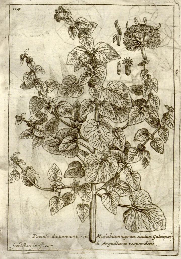 An illustration from Museo di piante rare della Sicilia, Malta, Corsica, Italia, Piemonte, e Germania ... ?con l'Appendix ad libros de plantis Andreae Caesalpini, e varie osservazioni curiose con sue figure in rame /di don Paolo Boccone ..., 1697, leaf 320