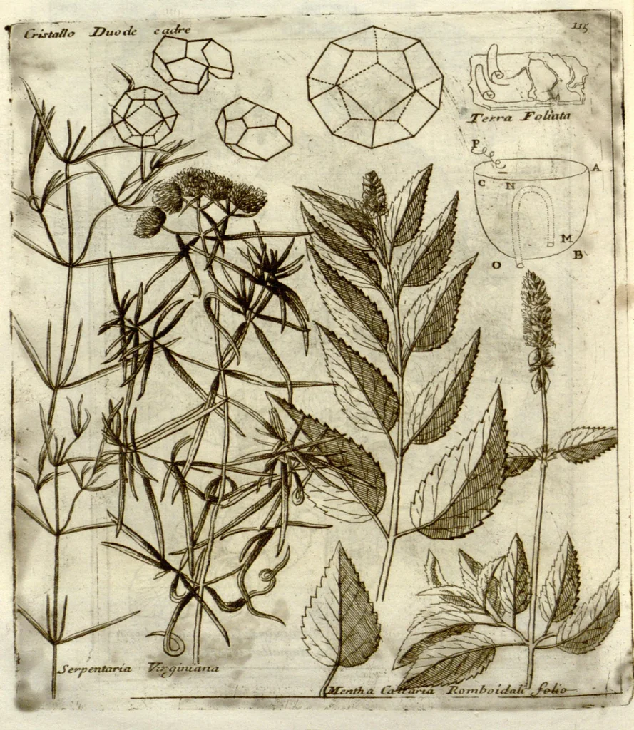 An illustration from Museo di piante rare della Sicilia, Malta, Corsica, Italia, Piemonte, e Germania ... ?con l'Appendix ad libros de plantis Andreae Caesalpini, e varie osservazioni curiose con sue figure in rame /di don Paolo Boccone ..., 1697, leaf 321