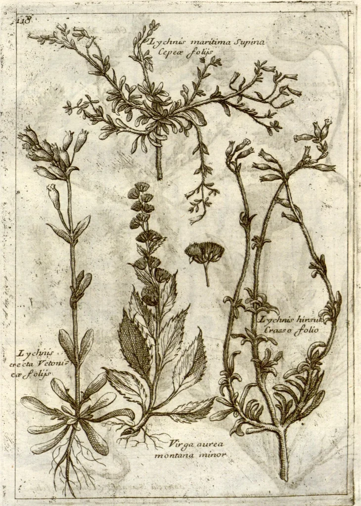 An illustration from Museo di piante rare della Sicilia, Malta, Corsica, Italia, Piemonte, e Germania ... ?con l'Appendix ad libros de plantis Andreae Caesalpini, e varie osservazioni curiose con sue figure in rame /di don Paolo Boccone ..., 1697, leaf 324