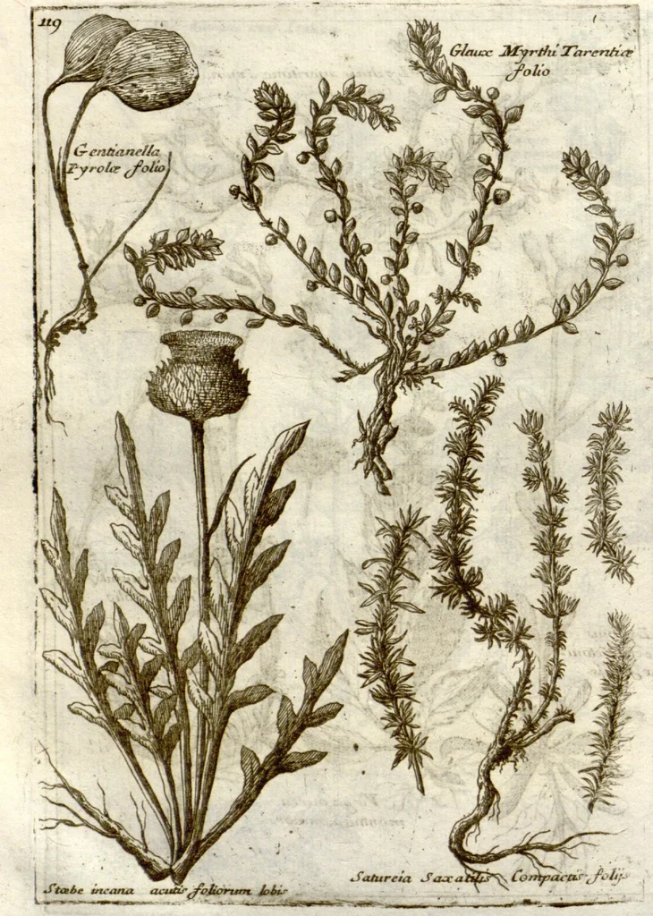 An illustration from Museo di piante rare della Sicilia, Malta, Corsica, Italia, Piemonte, e Germania ... ?con l'Appendix ad libros de plantis Andreae Caesalpini, e varie osservazioni curiose con sue figure in rame /di don Paolo Boccone ..., 1697, leaf 325